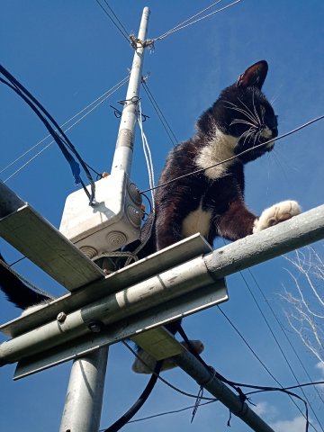 Кот на спайдере