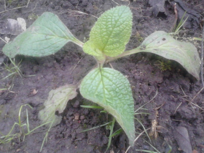 capture1.jpg capture1.jpg